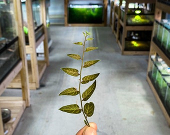 Solanum evolvulifolium - Dart Frog VIVARIUM / Plante de terrarium - Coupe de tige