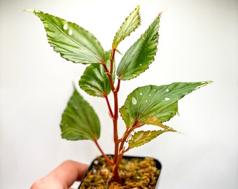 Begonia julau (2.5" Pot) / Type 1 Begonia / Terrarium Plant / Dart Frog Vivarium Plant / Live Plant / Houseplant / Potted Plant