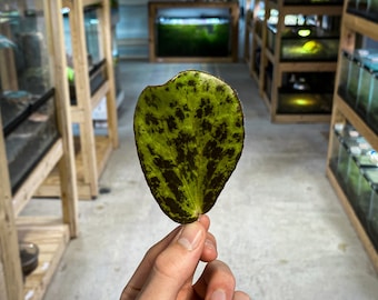 Begonia blancii 'Mottled' (RARE) - Dart Frog VIVARIUM / Terrarium Plant- Feuille Cutting