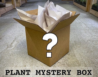 Live Tropical Plant Mystery Box (paquet de 4) / Boutures de tiges, de vignes et de feuilles / PLANTES RARES COMMUNES / Terrarium Plant Starter Pack