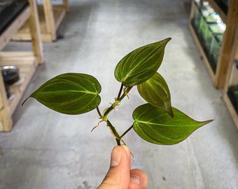 Philodendron micans (Velvet Leaf Bronze) - Dart Frog VIVARIUM / Terrarium Plant- Stem Cutting