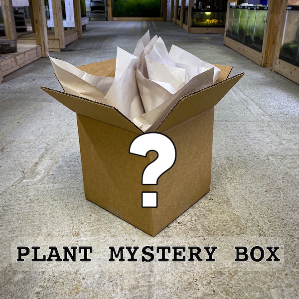 Live Tropical Plant Mystery Box (4 Pack) / Stem, Vine & Leaf Cuttings / RARE-COMMON PLANTS / Terrarium Plant Starter Pack