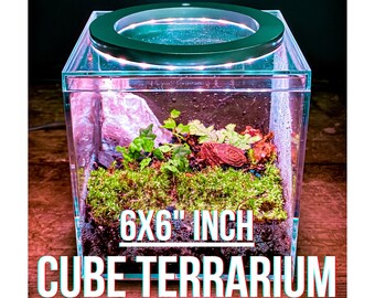 Cube Terrarium Kit (6x6" INCH) / DIY Mini Closed BioActive Enclosure with Live Plants