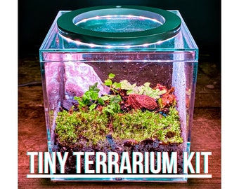 The Tiny Terrarium Kit / DIY Mini BioActive Enclosure with Live Plants