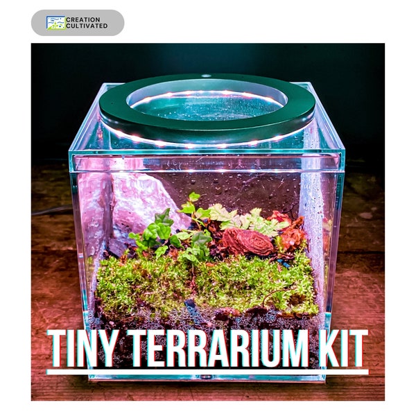 The Tiny Terrarium Kit / DIY Mini BioActive Enclosure with Live Plants