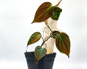 Philodendron 'Micans' (2.5" Pot) / Velvet Leaf Bronze / Philodendron hederaceum / Terrarium Plant / Houseplant / Dart Frog Vivarium