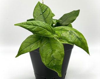 Ficus radicans (2.5" Pot) / Terrarium Plant / Dart Frog Vivarium Plant / Live Plant / Houseplant