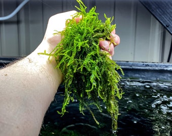 Java Moss (Taxiphyllum barbieri) - Live Freshwater Plant / Aquarium Plant / Pond Plant