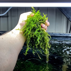 May include: A handful of vibrant green aquatic moss, likely for an aquarium or terrarium. The moss is dense and textured, with a slightly wet appearance. The background shows a glimpse of an aquarium setup.