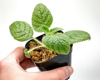 Episcia sphalera (2.5" Pot) / Gesneriad / Gloxinia / Sinningia / Terrarium Plant / Dart Frog Vivarium Plant / Live Plant / Houseplant
