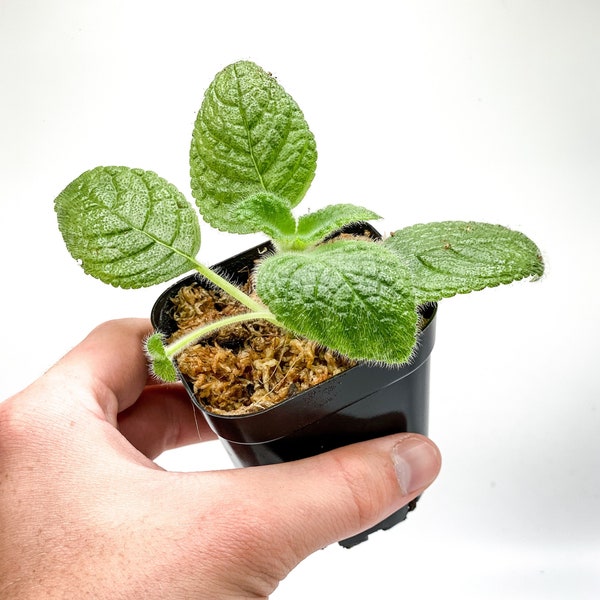 Episcia sphalera (2.5" Pot) / Gesneriad / Gloxinia / Sinningia / Terrarium Plant / Dart Frog Vivarium Plant / Live Plant / Houseplant