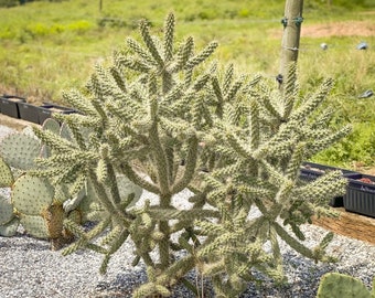 Live Cane Cholla Cactus / Walkingstick Cactus / Opuntia spinosior Cactus (Cylindropuntia spinosior) / Cactus Cuttings / WINTER HARDY