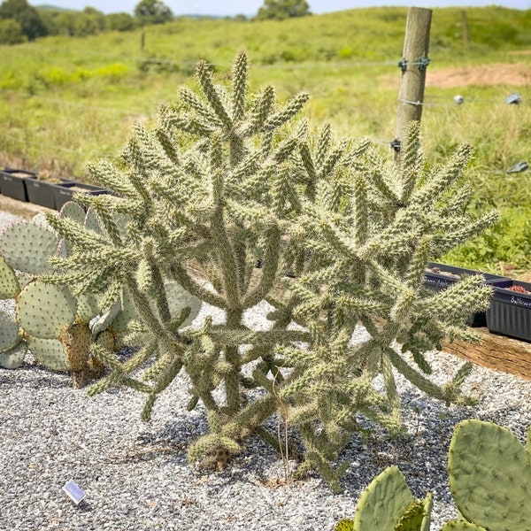 Live Cane Cholla Cactus / Walkingstick Cactus / Opuntia spinosior Cactus (Cylindropuntia spinosior) / Cactus Cuttings / WINTER HARDY