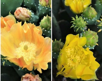 Prickly Pear Cactus Combo | Spineless & Regular (WINTER HARDY!!!)