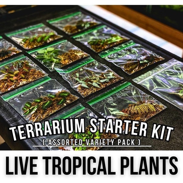 Live Tropical Plant Cuttings (8 Pack) / Assorted Variety Pack / RARE to COMMON PLANTS / Terrarium Plant Starter Pack / Bio-Active Plants