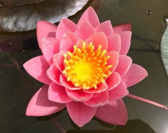 Nymphaea « Pink Sensation » Nynuphar (tubercule germé - rhizome) / Nynuphar rose / nénuphar résistant à l’hiver / plante d’étang vivante