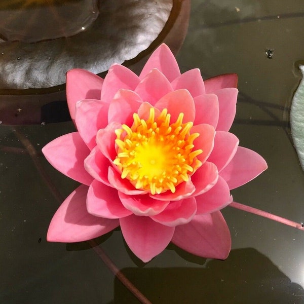 Nymphaea "Pink Sensation" Water Lily (Sprouted Tuber - Rhizome) / Pink Water Lily / Winter Hardy Water Lily / Live Pond Plant