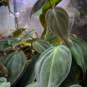 Puede incluir: Una planta Philodendron micans con hojas aterciopeladas en forma de coraz&oacute;n en tonos profundos de verde oscuro y bronce. El follaje muestra venas prominentes y una superficie suave y texturizada, con algunas hojas que presentan un tinte rojizo.
