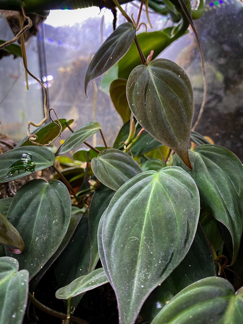 Puede incluir: Una planta Philodendron micans con hojas aterciopeladas en forma de coraz&oacute;n en tonos profundos de verde oscuro y bronce. El follaje muestra venas prominentes y una superficie suave y texturizada, con algunas hojas que presentan un tinte rojizo.