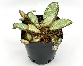 Episcia 'Silver Skies' (2.5" Pot) / African Flame Violet / Terrarium Plant / Dart Frog Vivarium Plant / Houseplant / Potted Plant