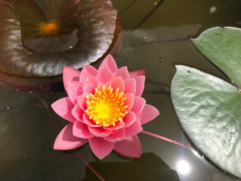 Nymphaea Pink Sensation Water Lily Sprouted Tuber Rhizome / Pink Water Lily / Winter Hardy Water Lily / Live Pond Plant image 1