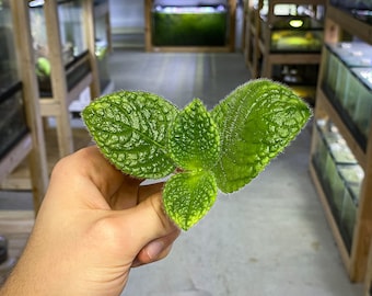 Episcia sphalera - Dart Frog VIVARIUM / Terrarium Plant - Stem Cutting