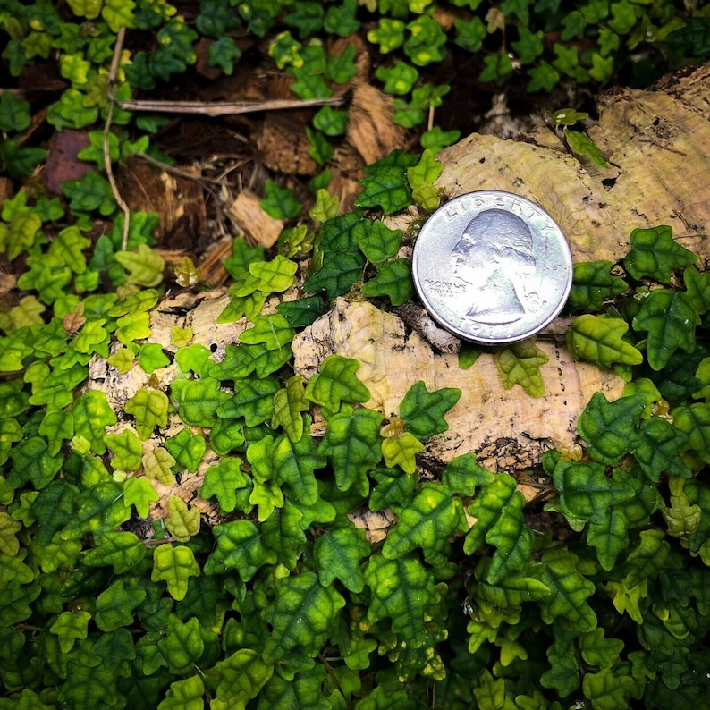 CreationCultivated Ficus pumila var. Quercifolia - Thumbnail 4