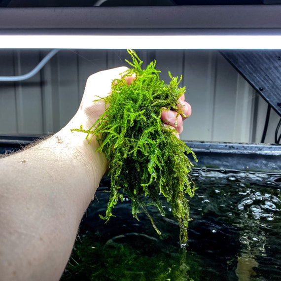 Mousse de Java Taxiphyllum Barbieri pour réservoir planté