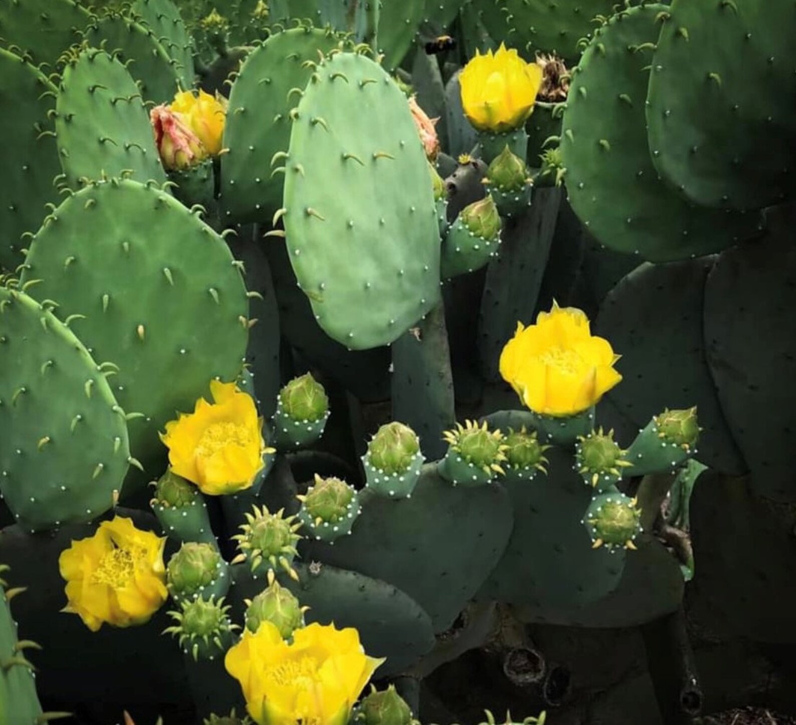 Prickly Pear Cactus Combo Spineless & Regular WINTER Etsy