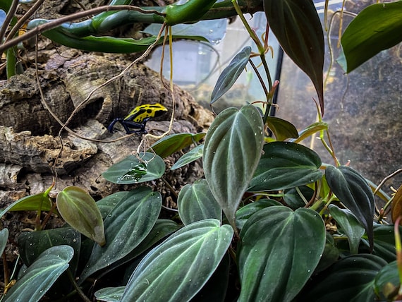 Buy Philodendron Micans (velvet Leaf Bronze) - Dart Frog VIVARIUM /  Terrarium Plant- Stem Cutting Online in India - Etsy