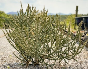 Crayon Cholla Cactus / Cactus de Noël du désert (Cylindropuntia leptocaulis) / Boutures de cactus / CACTUS RÉSISTANT À L’HIVER