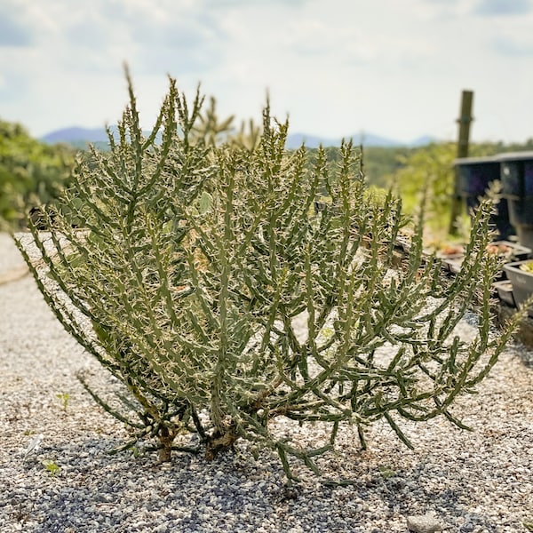 Pencil Cholla Cactus / Desert Christmas Cactus (Cylindropuntia leptocaulis) / Cactus Cuttings / WINTER HARDY CACTUS