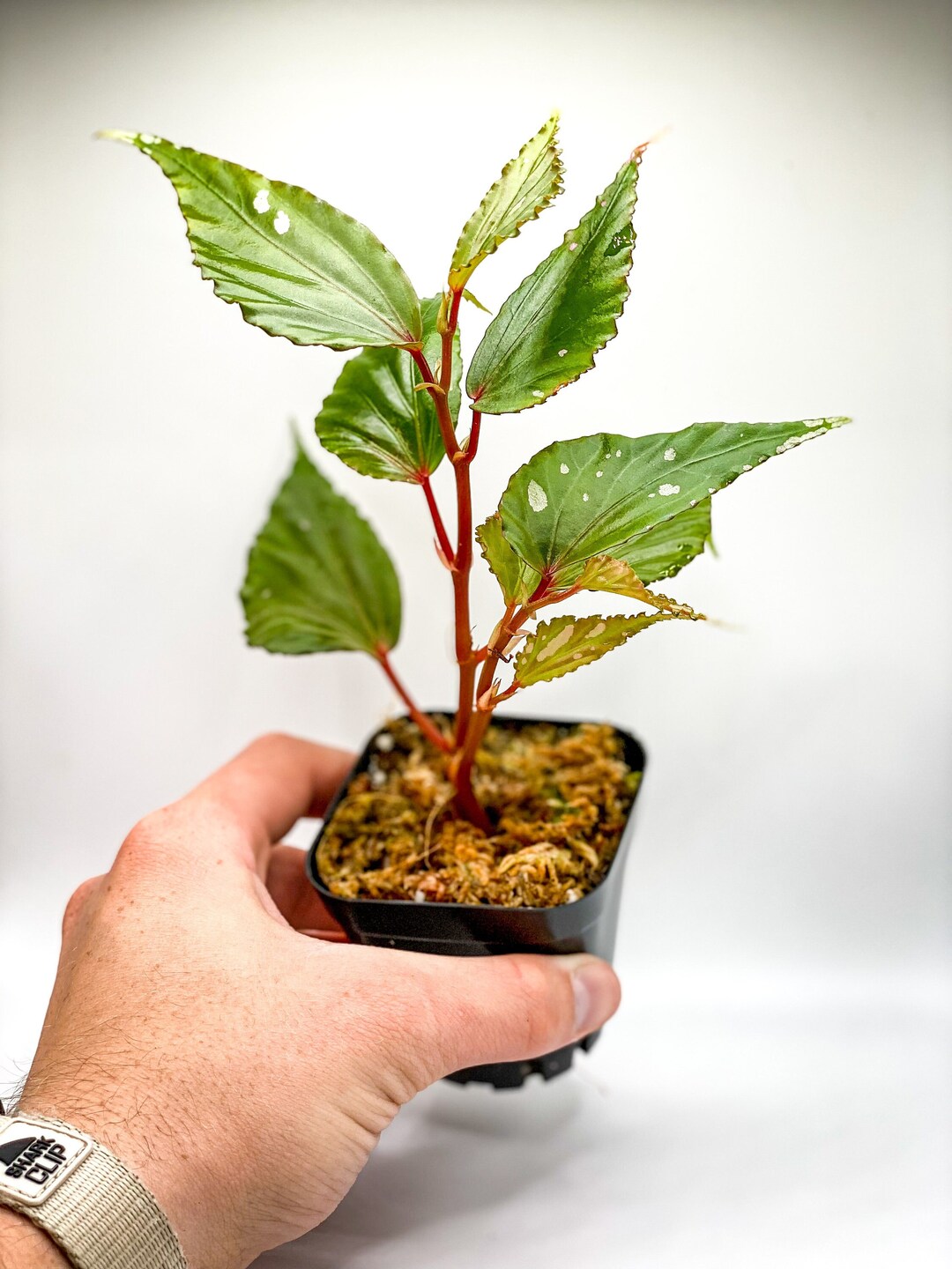 Begonia Julau 2.5 Pot / Type 1 Begonia / Terrarium Etsy