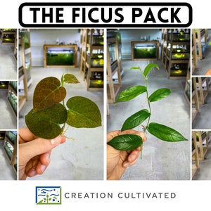 The Ficus Pack (8 Plant Selection) | Live Tropical Ficus Plants