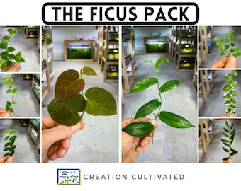 Le Ficus Pack (8 Sélection de Plantes) | Plantes de ficus tropical vivantes