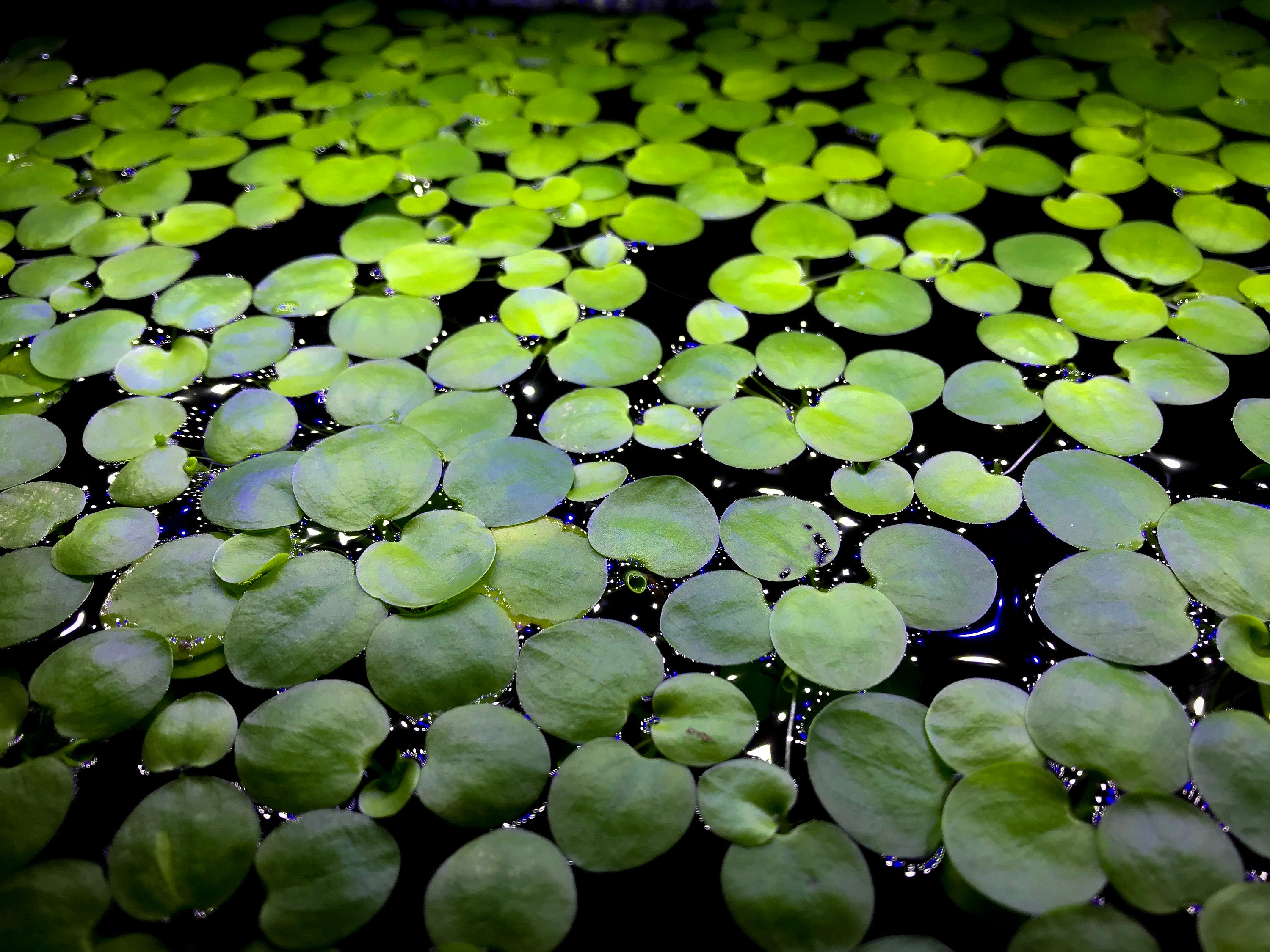 Amazon Frogbit Live Floating Pond/aquarium Plant Etsy