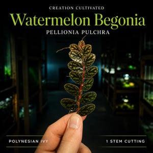 Puede incluir: Un esqueje de tallo de Watermelon Begonia, también conocido como Pellionia pulchra o hiedra polinesia, con pequeñas hojas ovaladas de color verde oscuro con un patrón de venas verde claro y un tallo rojizo, con texto en la parte superior e inferior.