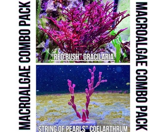 Red Macroalgae Combo Pack (2" Frag) / Live Macro Algae Coral for Saltwater Reef Tank Sump Refugium Aquarium