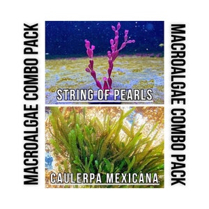 May include: A combo pack of two types of macroalgae: String of Pearls and Caulerpa Mexicana. The String of Pearls is a pink, feathery algae, while the Caulerpa Mexicana is a bright green, leafy algae.