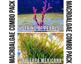 Macroalgae Comb Pack [String of Pearls / Mexicana] Live Macro Algae Coral for Saltwater Reef Tank Sump Refugium Aquarium