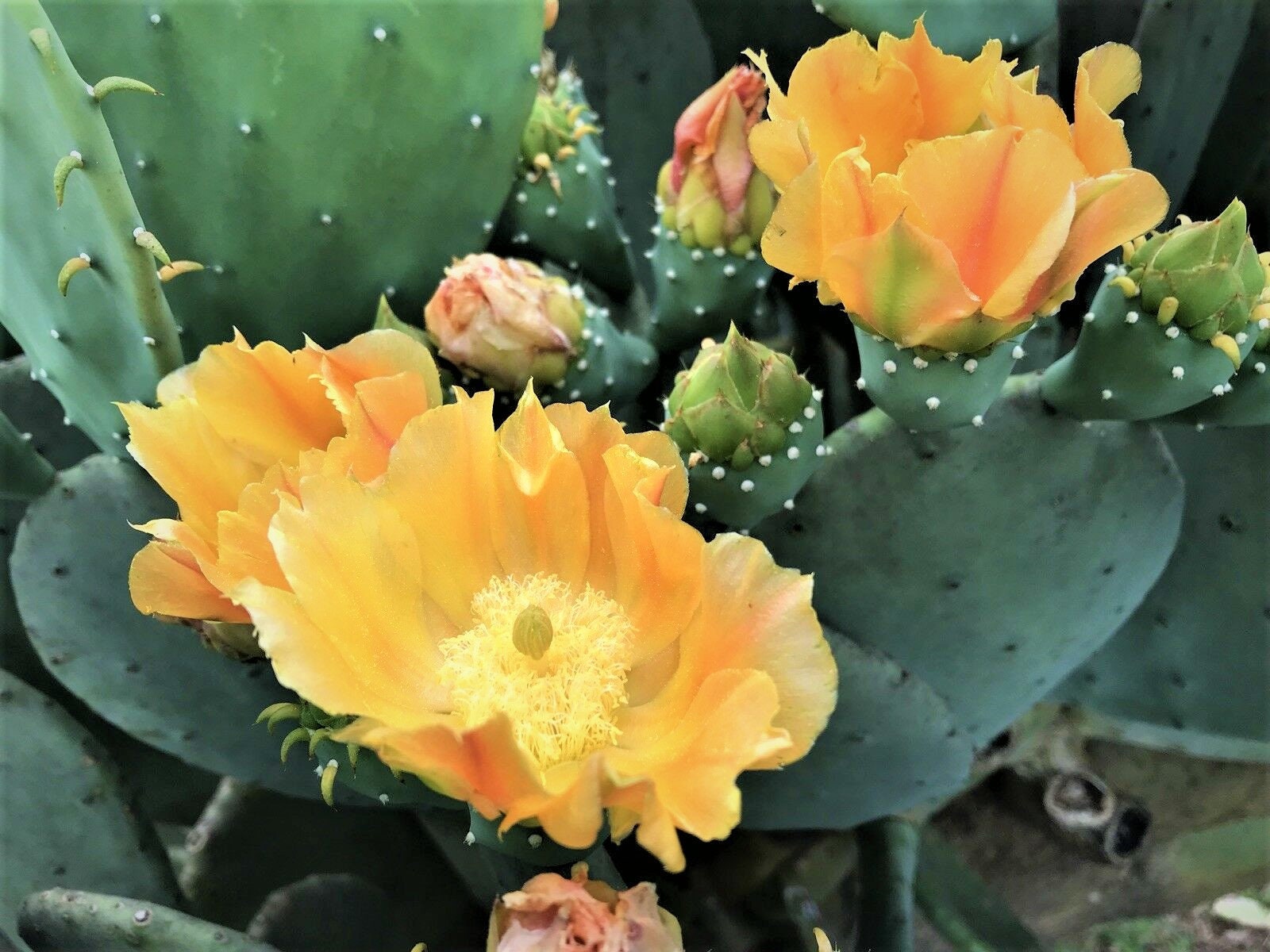 Spineless Prickly Pear Cactus opuntia Cacanapa Etsy