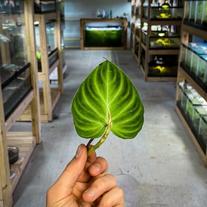 Philodendron verrucosum (RARE PLANT) | Dart Frog Vivarium & Terrarium Plant | Fresh Stem Cutting