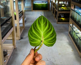 Philodendron verrucosum (PLANTE RARE) | Dart Frog Vivarium & Terrarium Plant | Coupe de tige fraîche