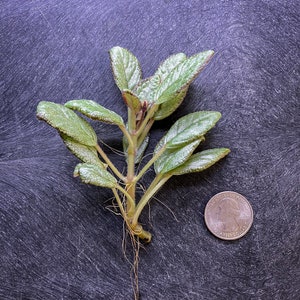 Episcia cupreata 'Silver Skies' Cutting / African Flame Violet / Dart Frog Vivarium / Terrarium Plant / Rare Plant image 3