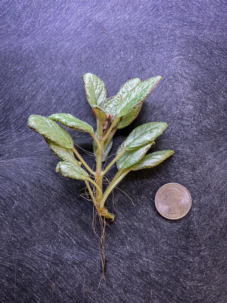 Episcia cupreata 'Silver Skies' Cutting / African Flame Violet / Dart Frog Vivarium / Terrarium Plant / Rare Plant image 3