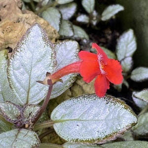 Episcia cupreata 'Silver Skies' Cutting / African Flame Violet / Dart Frog Vivarium / Terrarium Plant / Rare Plant image 5