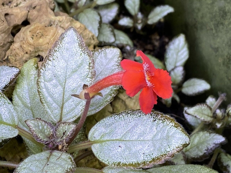 Episcia cupreata 'Silver Skies' Cutting / African Flame Violet / Dart Frog Vivarium / Terrarium Plant / Rare Plant image 5