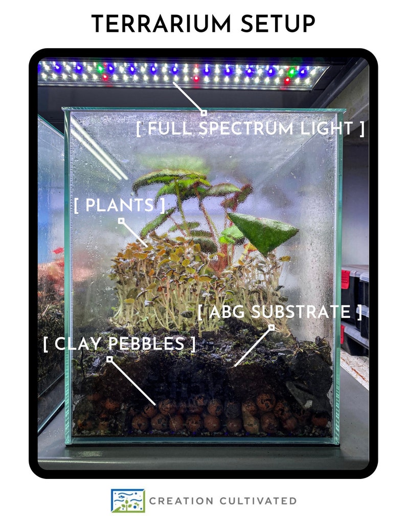 Episcia cupreata 'Silver Skies' Cutting / African Flame Violet / Dart Frog Vivarium / Terrarium Plant / Rare Plant image 8