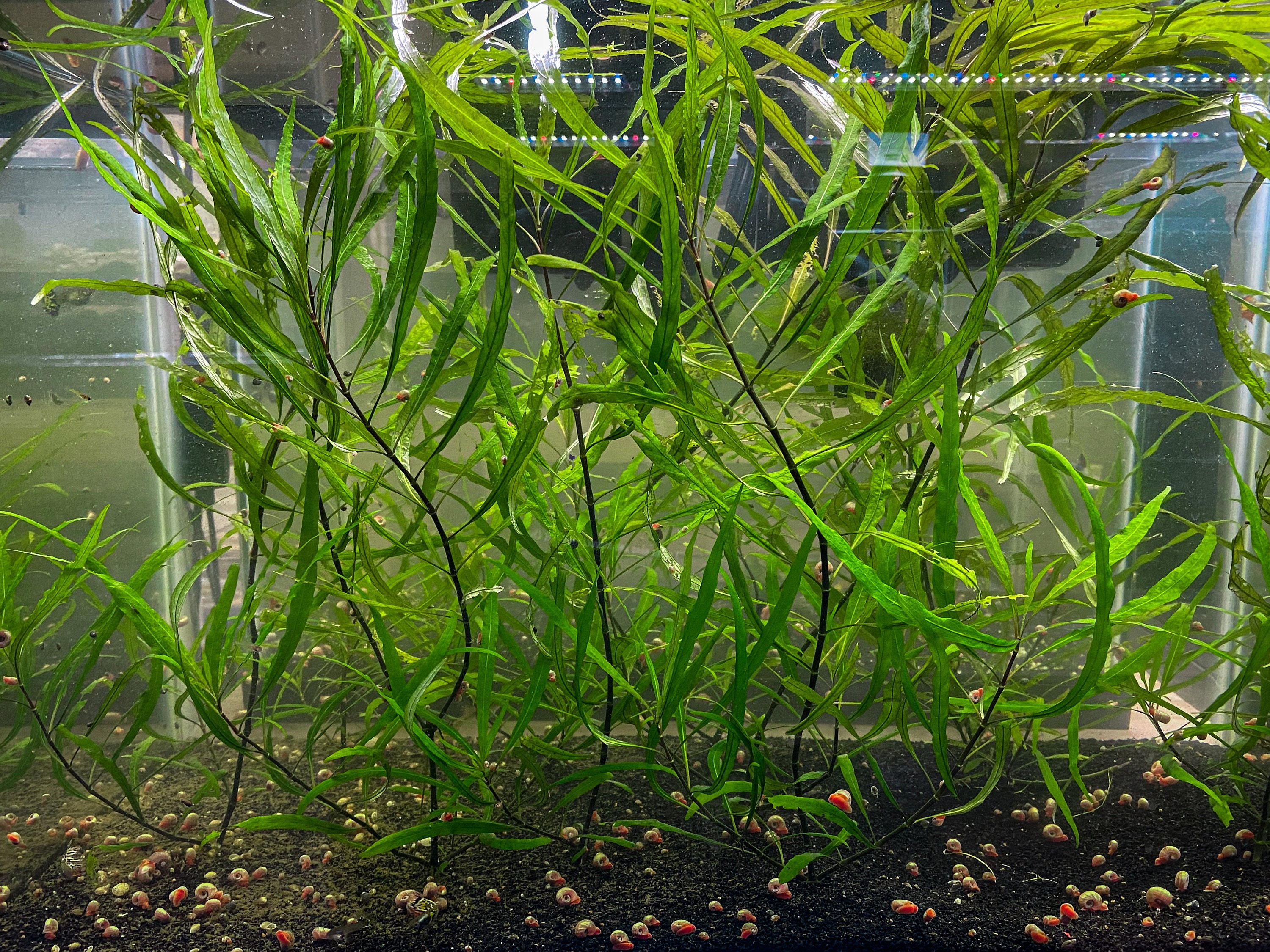 Hygrophila angustifolia Live Pond/Aquarium Plant Etsy