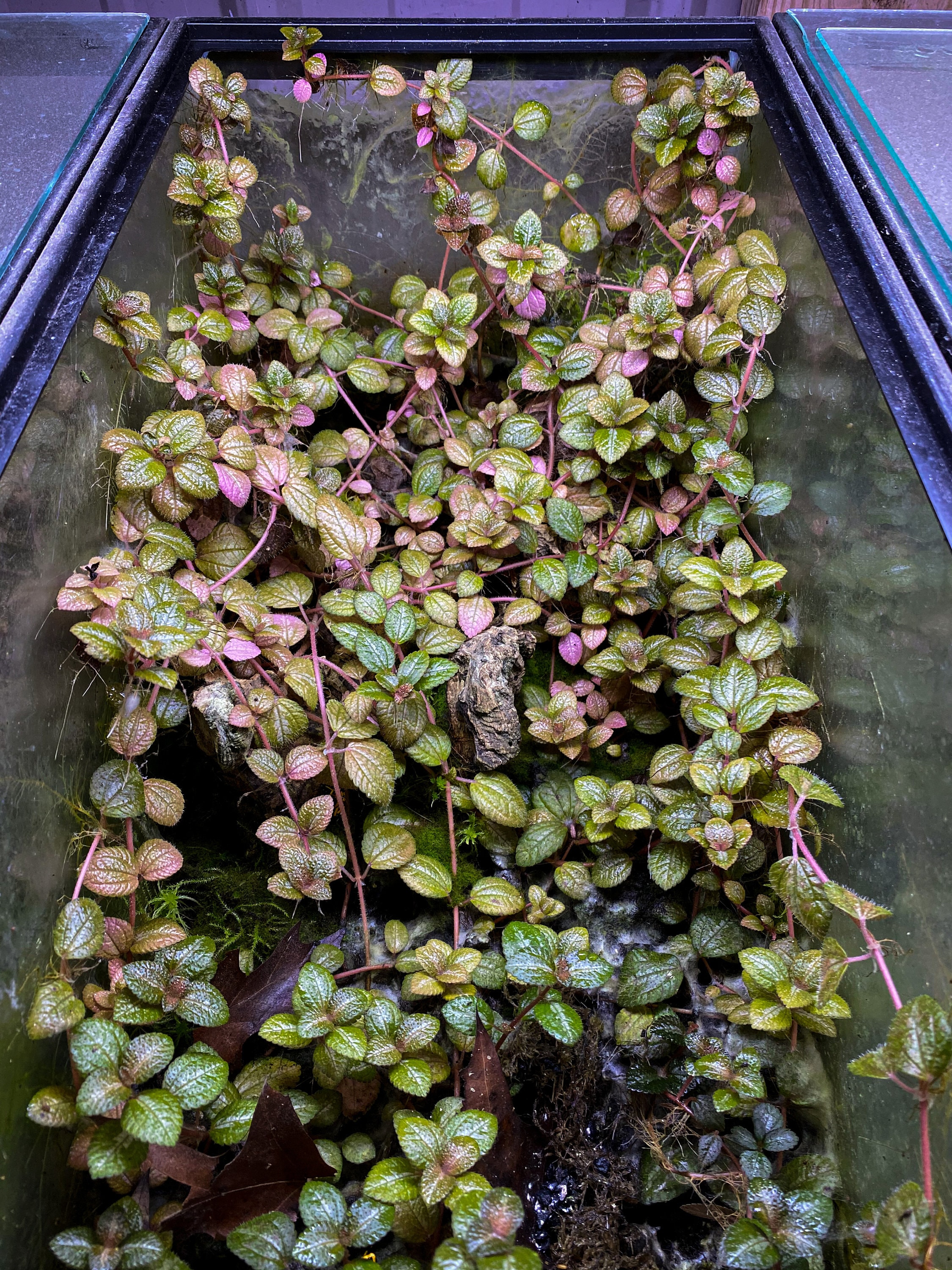 Pilea Moonlight Dart Frog VIVARIUM / Terrarium Plant Stem Etsy